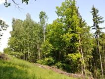 Prodej lesa, Soběslavice, 11720 m2