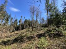Prodej lesa, Zábřeh, 10749 m2