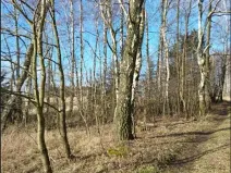 Prodej lesa, Vyskytná, 2191 m2