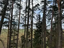 Prodej lesa, Prokopov, 5373 m2