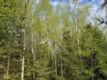 Prodej podílu lesa, Předín, 3446 m2