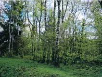 Prodej lesa, Nová Bystřice, 1382 m2