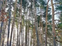 Prodej lesa, Martinice u Onšova, 241 m2