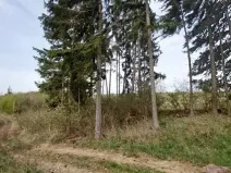 Prodej lesa, Buřenice, 475 m2