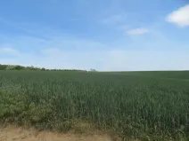 Dražba pole, Sobůlky, 6111 m2