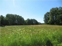 Prodej lesa, Kolinec, 75440 m2