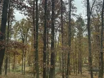 Prodej podílu pozemku, Dolní Lukavice, 43384 m2