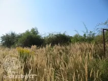 Dražba zahrady, Grunta, 689 m2