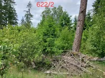 Prodej lesa, Častrov, 886 m2