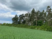 Prodej lesa, Blížejov - Lštění, 1122 m2