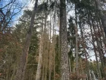 Prodej lesa, Petrovice II, 11117 m2