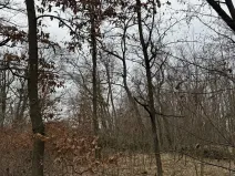 Prodej podílu lesa, Lesonice, 6189 m2