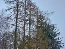 Prodej lesa, Lidmaň, 297 m2