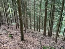 Dražba lesa, Záhoří, 3816 m2