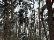 Prodej lesa, Prokopov, 2228 m2