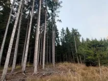Prodej lesa, Pošná, 12283 m2