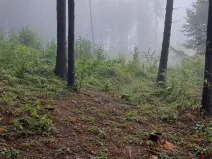 Prodej lesa, Nový Rychnov, 5967 m2