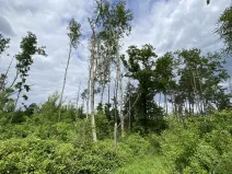 Prodej lesa, Blížejov - Lštění, 4481 m2
