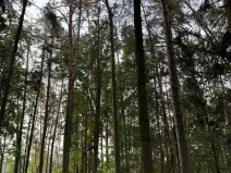 Prodej lesa, Zruč-Senec, 2639 m2