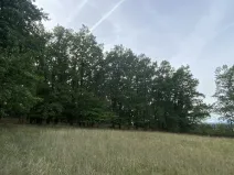 Prodej lesa, Ostřetín - Vysoká u Holic, 11957 m2
