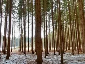 Prodej lesa, Počátky, 546 m2