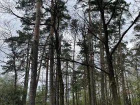 Prodej lesa, Hradiště, 1732 m2