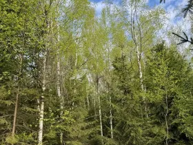Prodej podílu lesa, Předín, 3446 m2