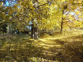 Dražba lesa, Římov, 2102 m2