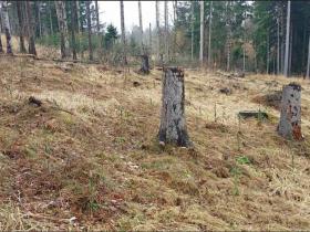 Prodej lesa, Počátky, 8603 m2