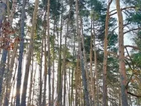 Prodej lesa, Martinice u Onšova, 241 m2