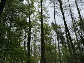 Prodej lesa, Šestajovice, 5006 m2
