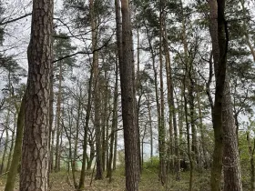 Prodej lesa, Hradiště, 3845 m2