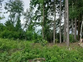 Prodej lesa, Častrov, 438 m2