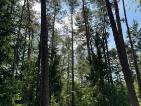 Prodej lesa, Ločenice, 28185 m2