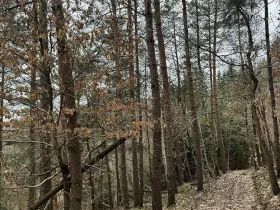 Prodej podílu lesa, Malá Skála, 3582 m2