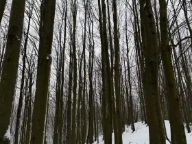 Prodej lesa, Starý Jičín, 12582 m2