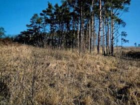 Prodej lesa, Číchov, 3220 m2