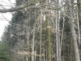 Prodej lesa, Ochoz, 1833 m2