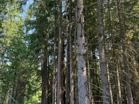 Prodej lesa, Mladošovice, 12064 m2