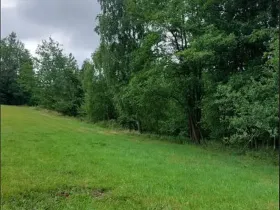 Prodej lesa, Dubovice, 1386 m2
