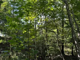 Prodej lesa, Boháňka, 3705 m2