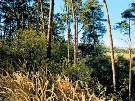 Prodej lesa, Dolní Vilémovice, 6622 m2