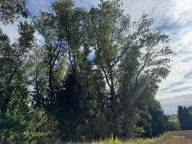 Prodej podílu lesa, Nová Paka, 2049 m2