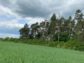 Prodej lesa, Blížejov - Lštění, 1122 m2