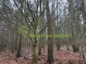 Prodej lesa, Konice, 10385 m2