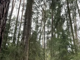 Prodej lesa, Plzeň, 5650 m2