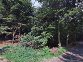 Prodej lesa, Hartinkov, 8121 m2