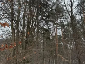 Prodej lesa, Malá Bystřice, 54751 m2