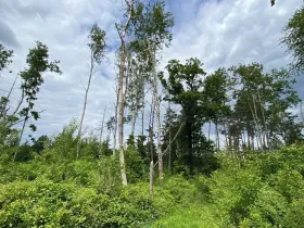 Prodej lesa, Blížejov, 12274 m2