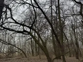 Prodej lesa, Veselí nad Moravou, 2272 m2